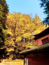 錯過等一年!雅安秋日限定版彩林銀杏盛宴,美到犯規!