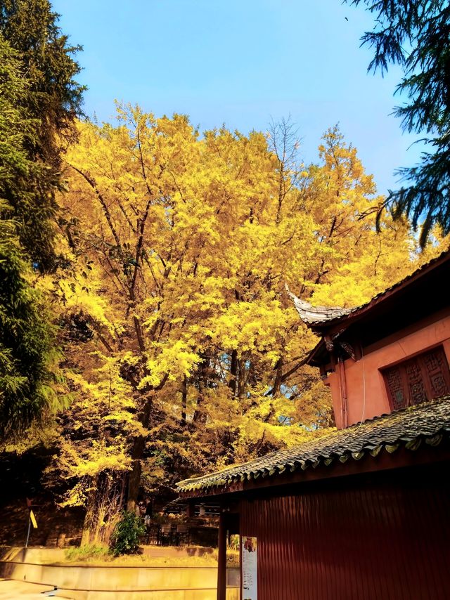 錯過等一年!雅安秋日限定版彩林銀杏盛宴,美到犯規! 錯過等一年!雅安秋日限定版彩林銀杏盛宴,美到犯規!