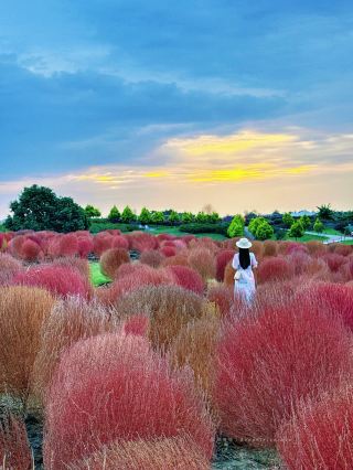 Come take a photo with the big airplane｜The pink muhly grass and sagebrush in Chengdu are stunningly beautiful