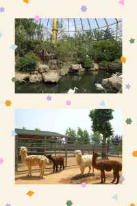 臨沂動植物園：藏在城央的自然秘境   當沂沭河畔的微風掠過竹林，大熊貓銀柯正捧著竹筍悠閒進食；猛獸區