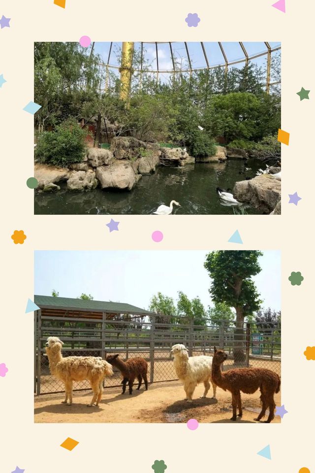 臨沂動植物園：藏在城央的自然秘境   當沂沭河畔的微風掠過竹林，大熊貓銀柯正捧著竹筍悠閒進食；猛獸區