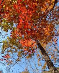 瀋陽瀋水灣公園格桑花海漫遊