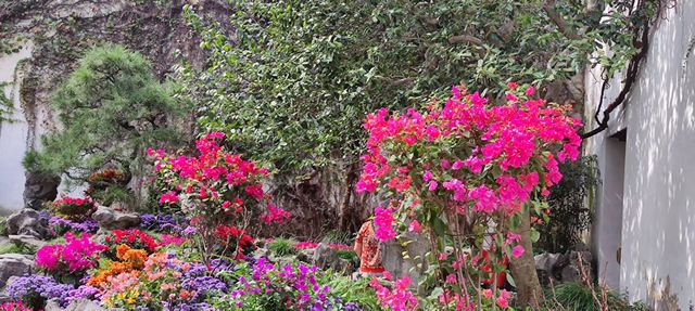 綠意依然、鮮花盛開的留園
