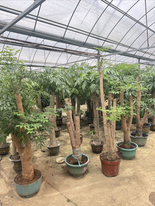 抓住鬱金香最後的綻放期！武漢秋日花海浪漫打卡指南