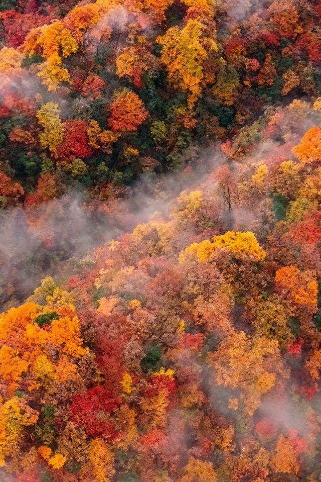 救命光霧山的秋天真的美哭我了