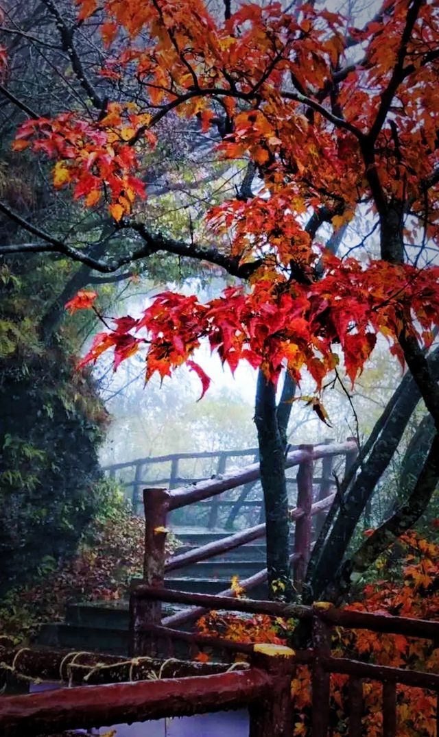 開始期待米倉山的紅葉了