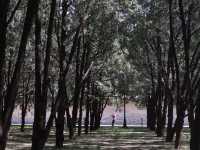 地壇公園｜🩷從史鐵生筆下的「精神原鄉」，逛遍古壇銀杏與歲月