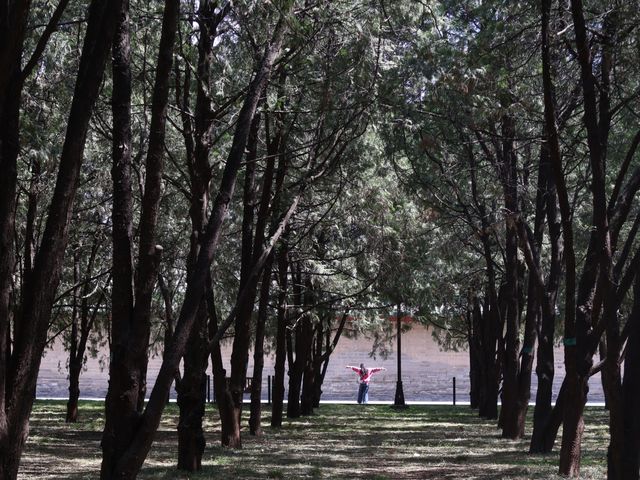 地壇公園｜🩷從史鐵生筆下的「精神原鄉」，逛遍古壇銀杏與歲月