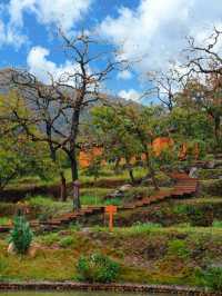 武漢2h直達！中國甜柿第一村，秋天就該這麼玩