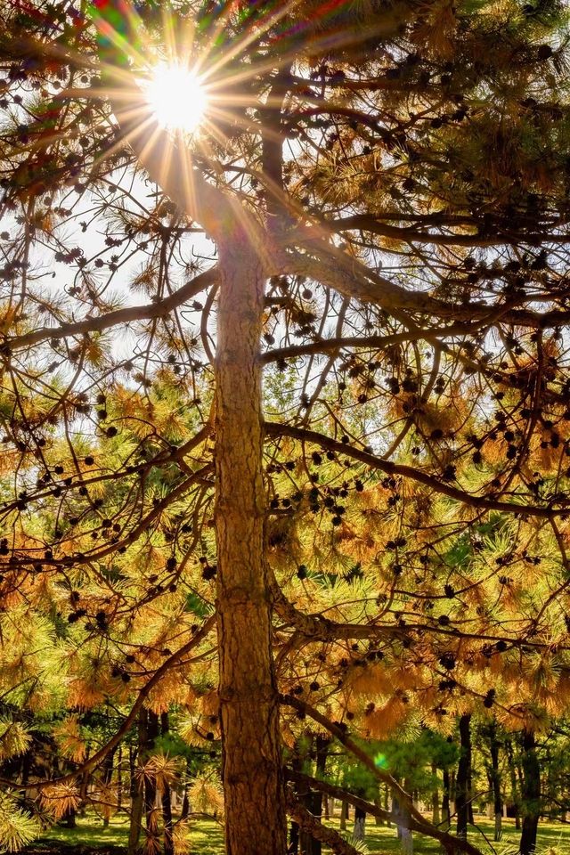 奧森賞秋攻略粉黛子·銀杏·花海·紅葉… 奧森賞秋攻略粉黛子·銀杏·花海·紅葉…