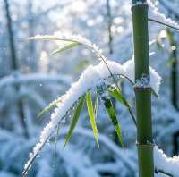 竹子與雪的絕美邂逅,冬日裡的詩意畫卷