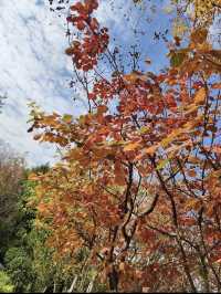 濟南轉山秋日漫遊攻略:在城央山脊邂逅層林秋色