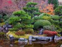 Solo in a Hidden Vancouver Gem: The Momiji Garden at Hastings Park