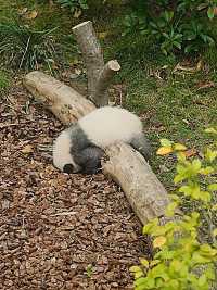 熊貓寶寶表演“隨地大小睡”