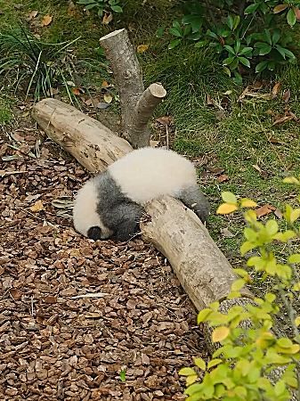 熊貓寶寶表演“隨地大小睡”