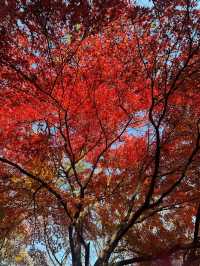 一城山水滿湖詩：邂逅金陵城下，最美玄武湖的秋天