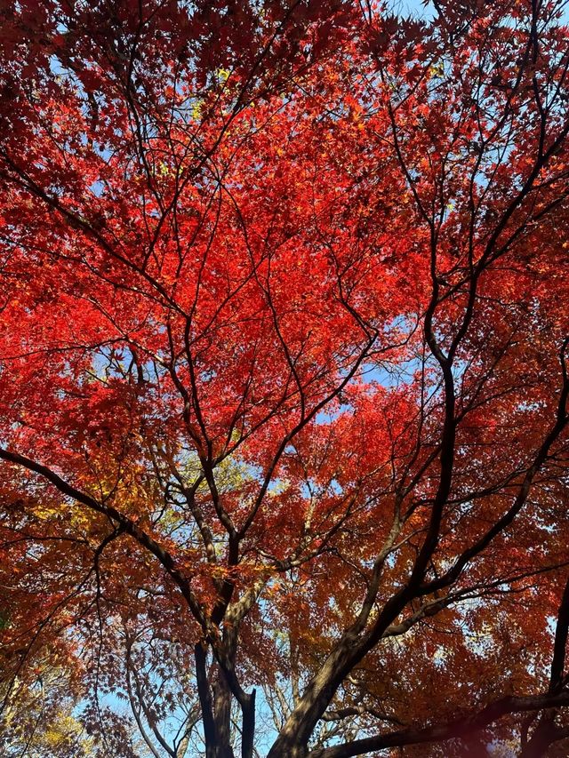 一城山水滿湖詩：邂逅金陵城下，最美玄武湖的秋天