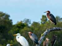 Sepang & Kuala Selangor 2-Day Escape: Nature, Culture & Coastal Charm šš»