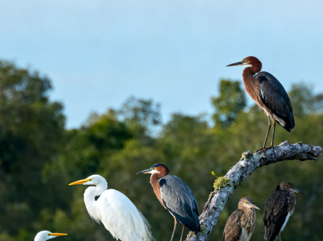 Sepang & Kuala Selangor 2-Day Escape: Nature, Culture & Coastal Charm šš» Sepang & Kuala Selangor 2-Day Escape: Nature, Culture & Coastal Charm šš»