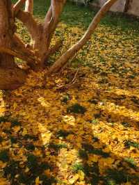 會澤秋韻：在時光摺皺裡拾起一城金黃