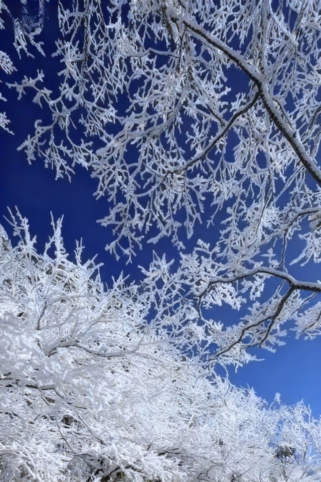 今年冬天一定要來廬山看雪！