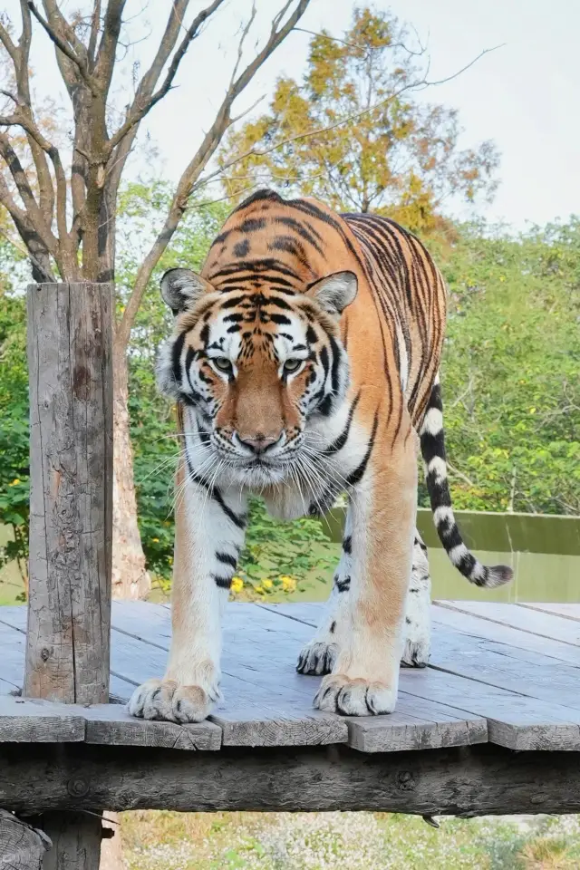 野生動物園一日遊 門票:成人165,學生/長者半價,夜場139(15:00-20:00) 交