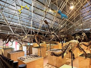 26 Dinosaur Fossils Stunningly Displayed in Hall 2 of World Dinosaur Valley
