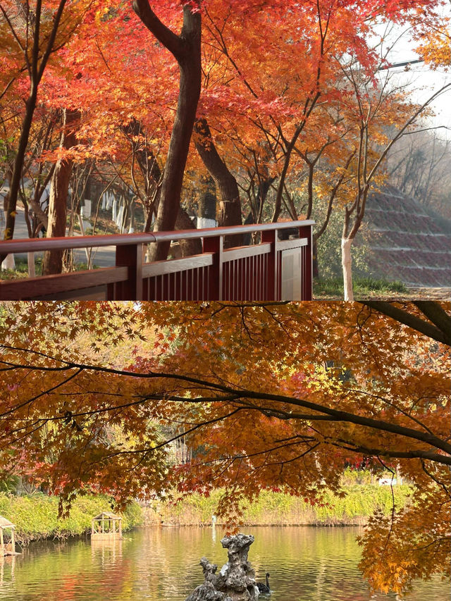 南京棲霞山秋日行｜漫山紅葉浸染金陵，邂逅最詩意的秋天