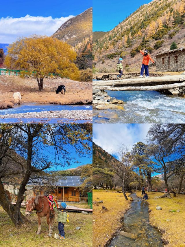 川西3日反向遊|彩林、雪山摘蘋果
