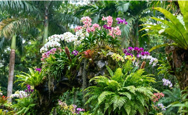 尋訪綠色明珠植物園 尋訪綠色明珠植物園