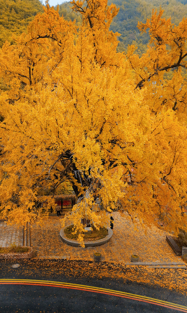 莫干山秋天的2種打開方式(附路線攻略) 莫干山秋天的2種打開方式(附路線攻略)