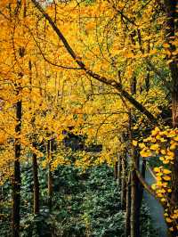 秋日限定!徐家匯公園紅葉暴擊市中心的調色盤炸裂了!