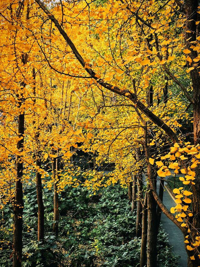 秋日限定!徐家匯公園紅葉暴擊市中心的調色盤炸裂了! 秋日限定!徐家匯公園紅葉暴擊市中心的調色盤炸裂了!