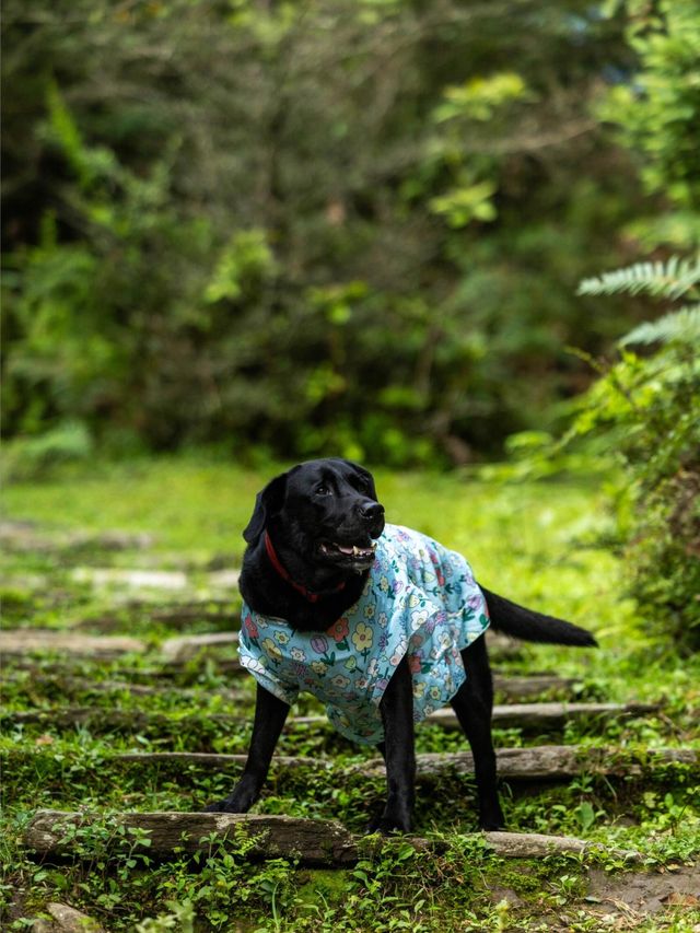 帶狗子去川西「小瑞士」阿布的若丁山|誰說川西只有稻城
