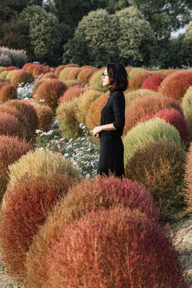 魔都不可錯過的深秋聖地！地膚草海美到窒息