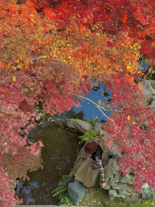 在成都拍到了和蘇州一樣的園林秋景！