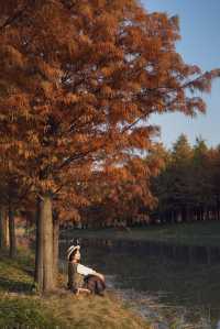 魔都的冬天有多美！紅得像火