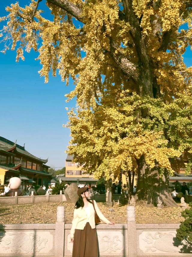 報國寺銀杏觀賞指南