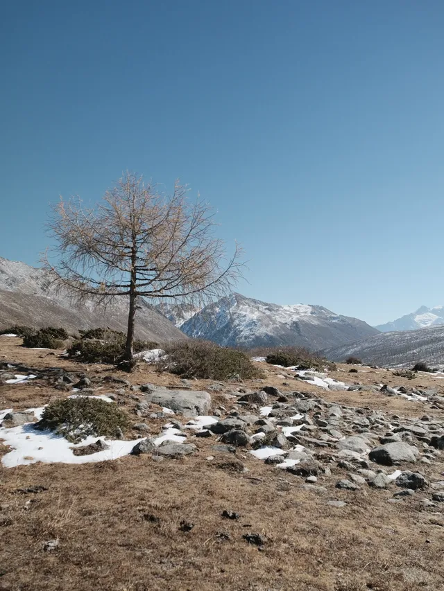 川西雪山整活，吃了牦牛肉，單穿一件是否抗凍