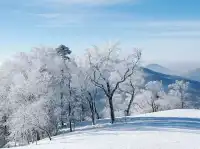 今日北大湖霧淞大賞,最強看霧淞攻略