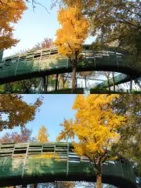 錯過等一年！世博公園銀杏濃度100%