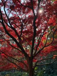 上海超冷門的絕美賞秋公園,免費開放卻鮮為人知!