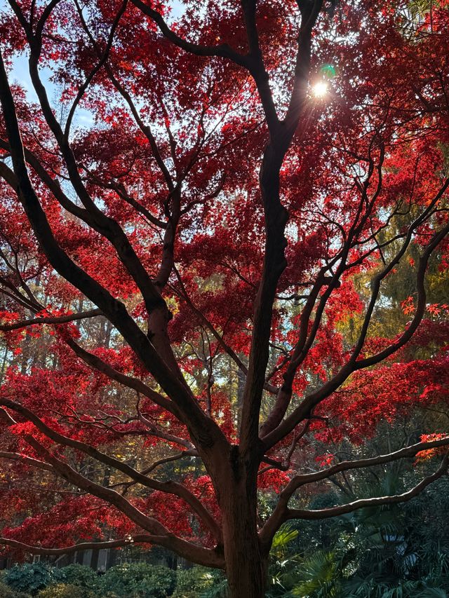 上海超冷門的絕美賞秋公園,免費開放卻鮮為人知! 上海超冷門的絕美賞秋公園,免費開放卻鮮為人知!