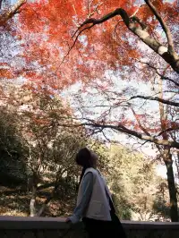 莫干山紅葉進度