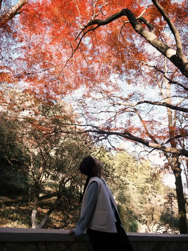 莫干山紅葉進度