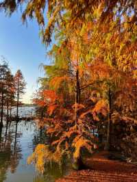 鎮江金山湖水杉林全攻略邂逅初冬童話秘境