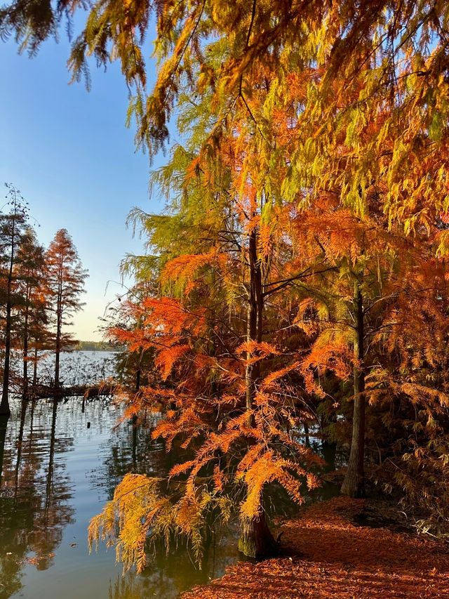 鎮江金山湖水杉林全攻略邂逅初冬童話秘境 鎮江金山湖水杉林全攻略邂逅初冬童話秘境