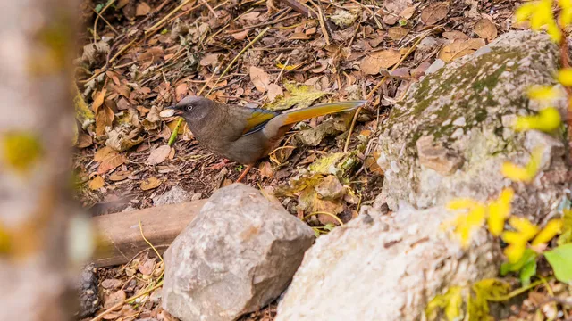 稻城亞丁拍到的各種野生動物 稻城亞丁拍到的各種野生動物