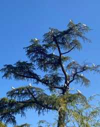 翠湖公園的海鷗全體出動！現在流行"爬樹"了🌳