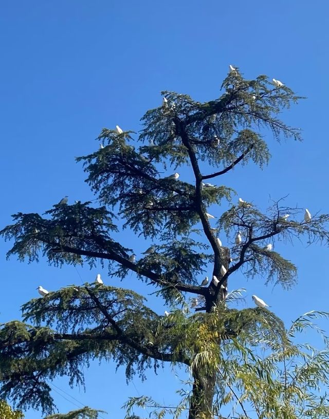 翠湖公園的海鷗全體出動！現在流行"爬樹"了🌳